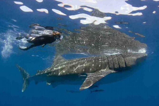 Swim with Whale Shark from Isla Mujeres and Cancun - The whale shark morning from Isla Mujeres