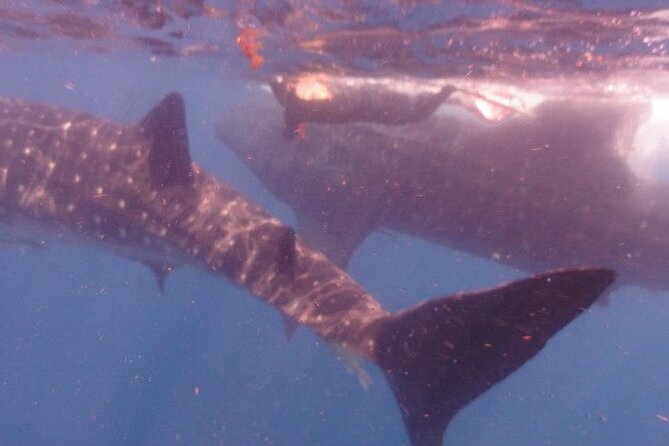 Swim with Whale Shark from Isla Mujeres and Cancun - Reef snorkeling on the way back