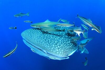 Swim with Whale Shark from Isla Mujeres and Cancun