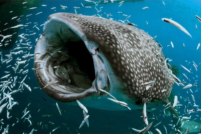 Swim with Whale Shark from Isla Mujeres and Cancun - What the $161.30 price really covers