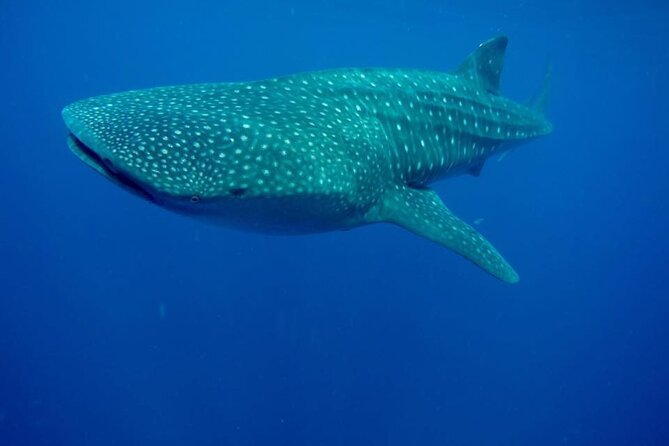 Swim with Whale Shark from Isla Mujeres and Cancun - Food, drinks, and what to bring