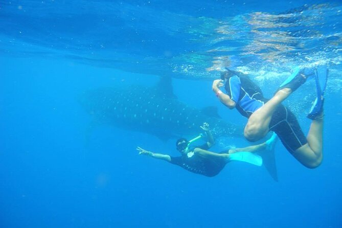 Swim with Whale Shark from Isla Mujeres and Cancun - Who will enjoy this trip most