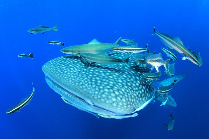Swim with Whale Shark from Isla Mujeres and Cancun - The boat setup and group size