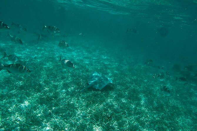 The Best Speedboat Tour In Cancun through Nichupte Lagoon, Snorkel included. - Practical details that affect your day