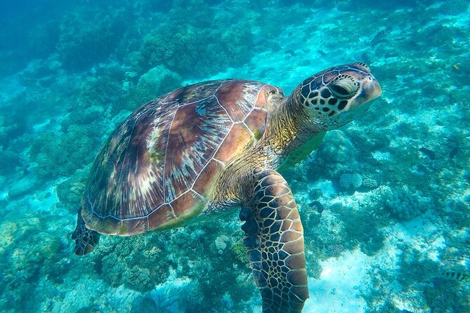 The great snorkeling adventure at the Riviera Maya private tour - Why this private Riviera Maya day works