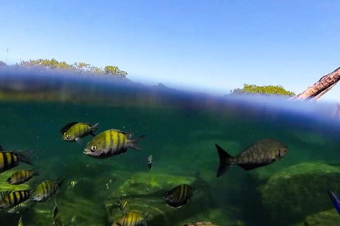 The great snorkeling adventure at the Riviera Maya private tour - Who should book this experience