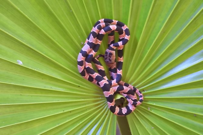Tour Herpetologico - Wildlife sightings depend on the night