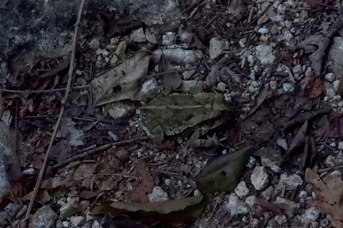 Tour Herpetologico - Photography without handling