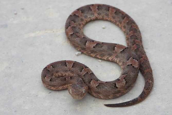 Tour Herpetologico - Who will enjoy this four-hour jungle walk
