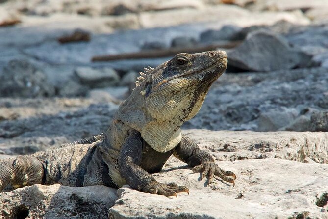 Tulum, Coba ruins and The Cenote 6 hours Private Tour - Snorkeling at Cenote Taak Bi Ha