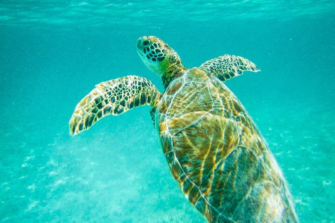 Tulum Ruinas and Tortugas Express - Key points to know before booking