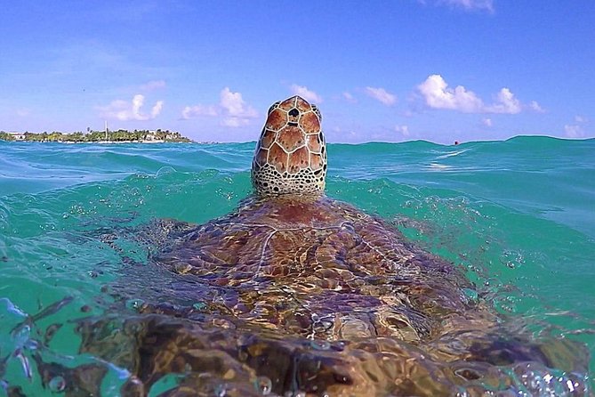 Tulum Ruinas and Tortugas Express - Akumal Bay and the turtle encounter