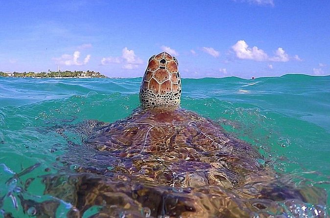 Tulum Ruinas and Tortugas Express - What is included, and what is not