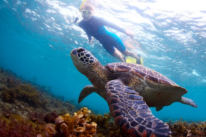 Tulum Ruins and Turtles Express - What your guide adds at the ruins
