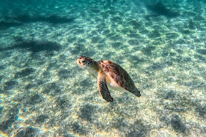Tulum Ruins, Sea Turtles & Cenote Swim Adventure Tour - What the $85 price really covers