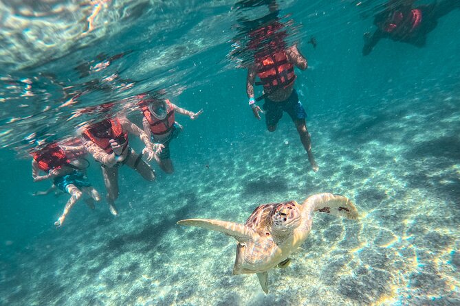 Tulum Ruins, Sea Turtles & Cenote Swim Adventure Tour - Swimming with sea turtles at Akumal Beach