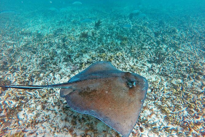 Tulum Ruins, Snorkeling with Turtles and Underground Caves - Lunch, drinks, and the timing of the day