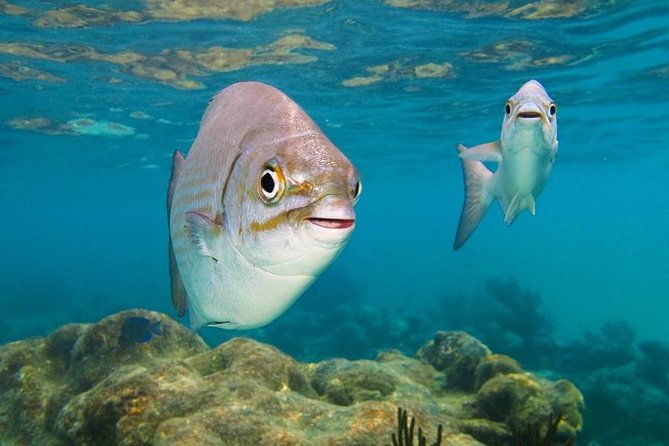 Tulum ruins, Swim with turtles and Cenote from Riviera Maya - Why this Tulum and Akumal combination works