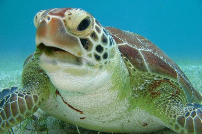 Tulum ruins, Swim with turtles and Cenote from Riviera Maya - Akumal, the place of turtles
