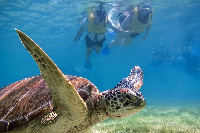 Tulum Ruins, Turtle Sighting and Underground Caves - Key points to know before booking