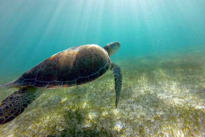 Tulum Ruins, Turtle Sighting and Underground Caves - Transport and meeting points need careful attention