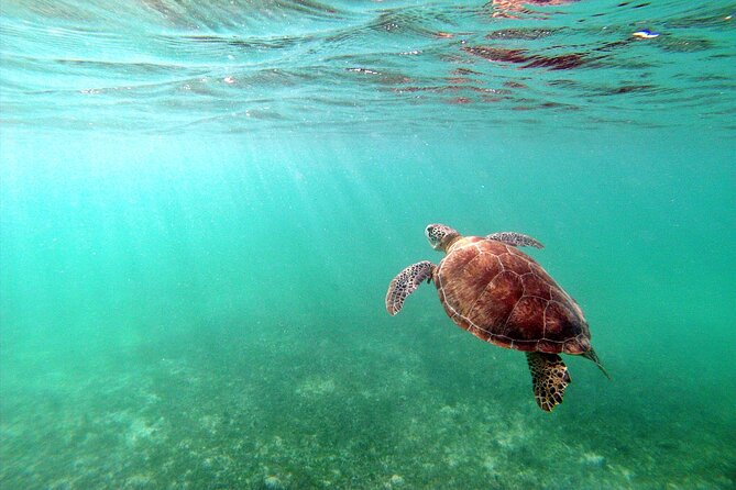 Tulum Ruins, Turtle Sighting and Underground Caves - Who will enjoy this day most?
