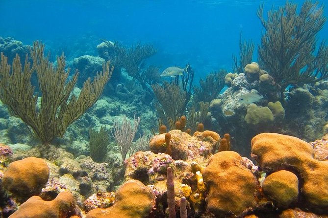 Turtles and Cenote from Riviera Maya - What to pack and what to expect