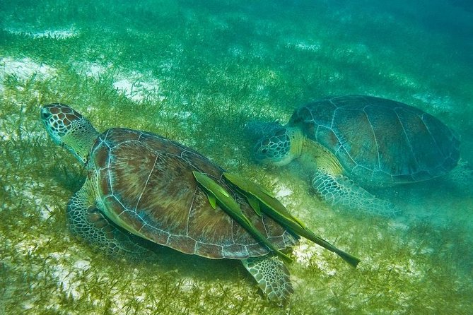 Turtles and Cenote from Riviera Maya - Akumal and the search for sea turtles