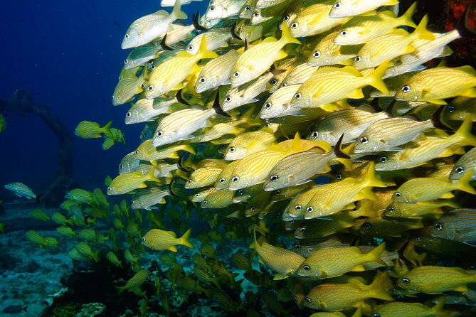Two Dives and Class for Begginers Divers in Cancun - Why a four-person limit makes a difference