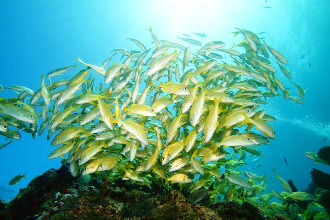 Two Reefs For Certified Divers in Cancun - What This Cancun Reef Trip Really Offers