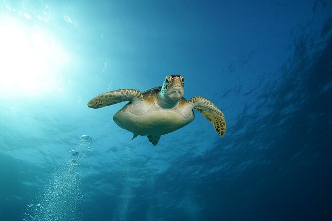 Two Reefs For Certified Divers in Cancun - The Surface Interval on the Boat