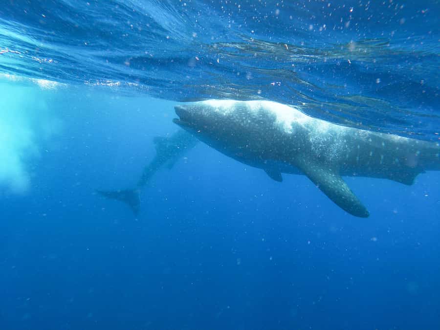 Whale Shark Adventure from Isla Mujeres - Heading north from Isla Mujeres for the whale sharks