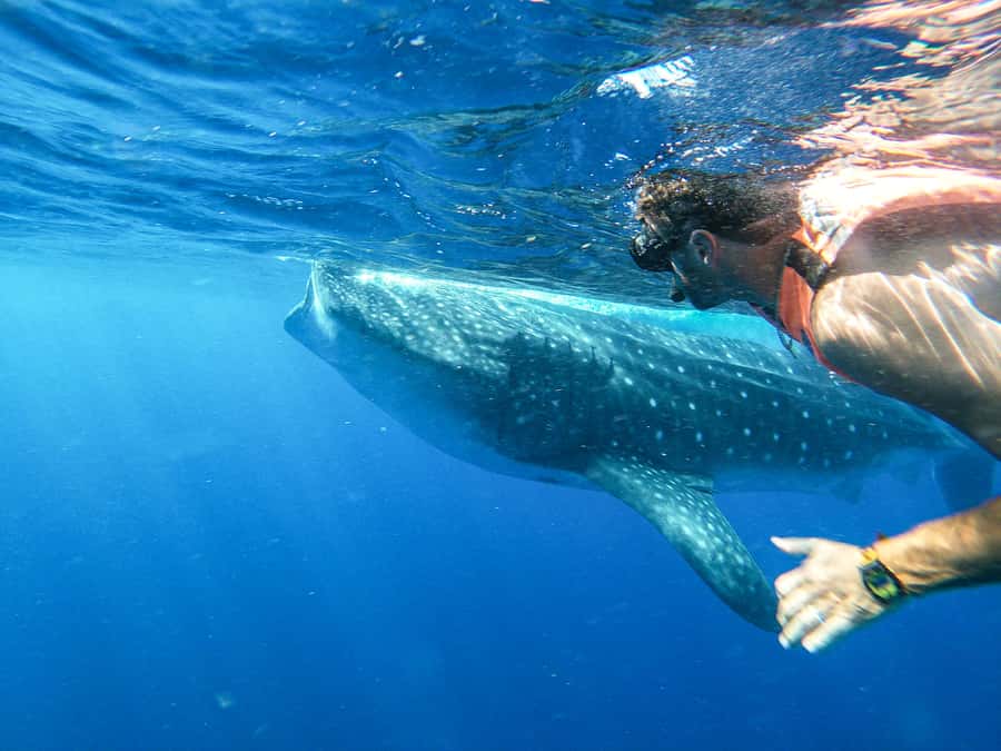 Whale Shark Adventure from Isla Mujeres - What the six-hour outing feels like
