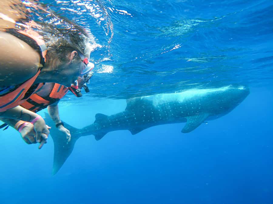 Whale Shark Adventure from Isla Mujeres - Dolphins, manta rays, and flying fish on the way