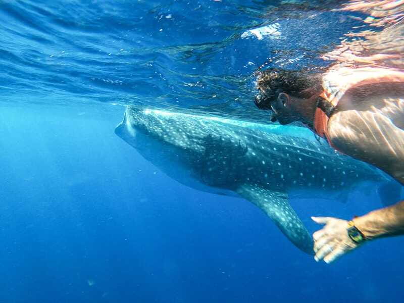 Whale Shark Adventure from Isla Mujeres - What is included for the $176 price