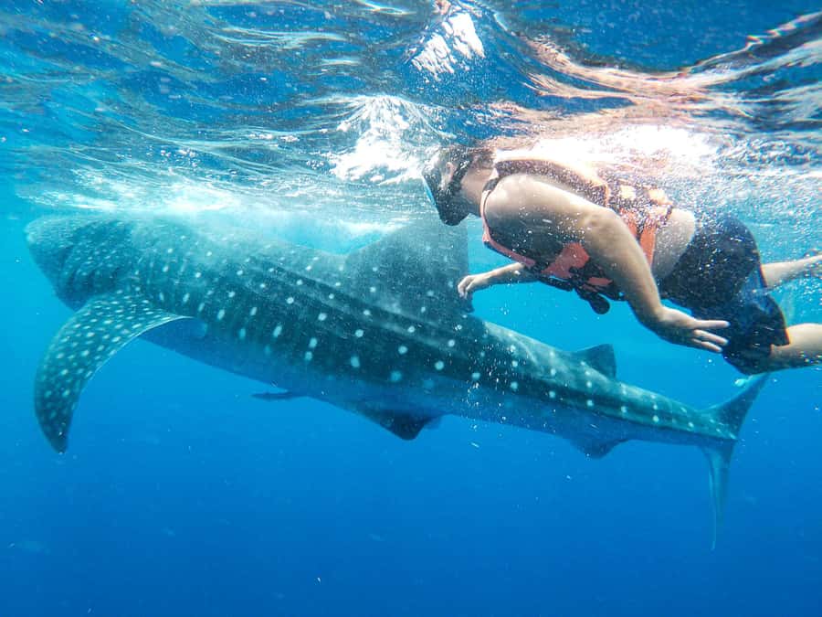 Whale Shark Adventure from Isla Mujeres - Small groups make a real difference