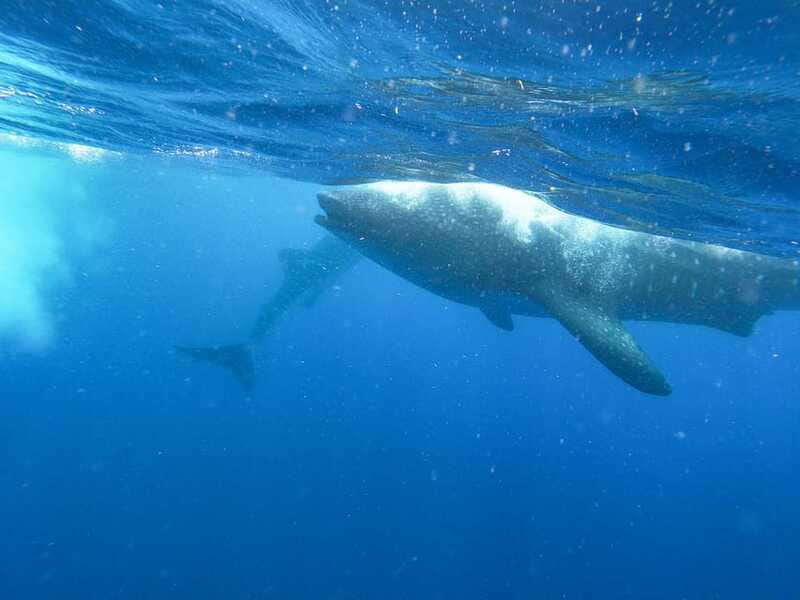 Whale Shark Adventure from Isla Mujeres - Who will enjoy this trip most