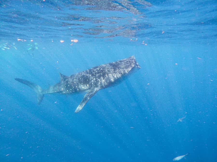 Whale Shark Adventure from Isla Mujeres - Should you book the Isla Mujeres whale shark adventure?