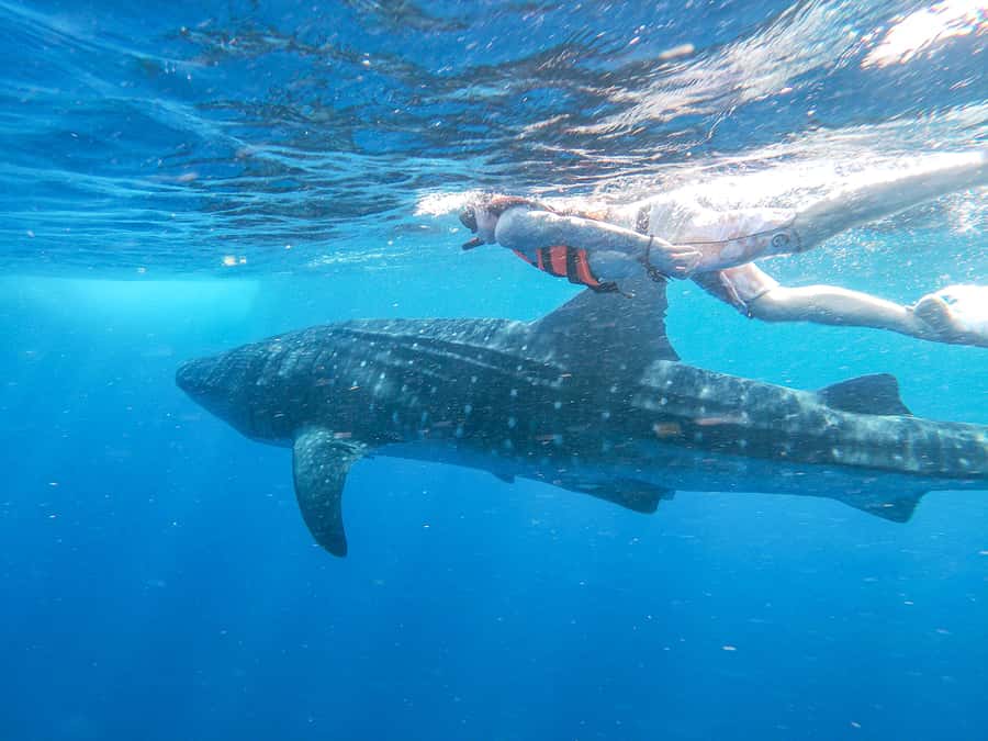 Whale Shark Adventure from Isla Mujeres - Swimming beside the largest fish in the sea