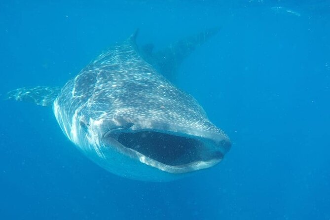Whale Shark Adventure in Isla Mujeres and Cancun - The boat ride is a major part of the day