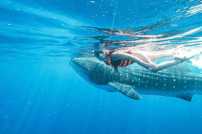 Whale Shark Adventure in Isla Mujeres and Cancun - The best days can be astonishing