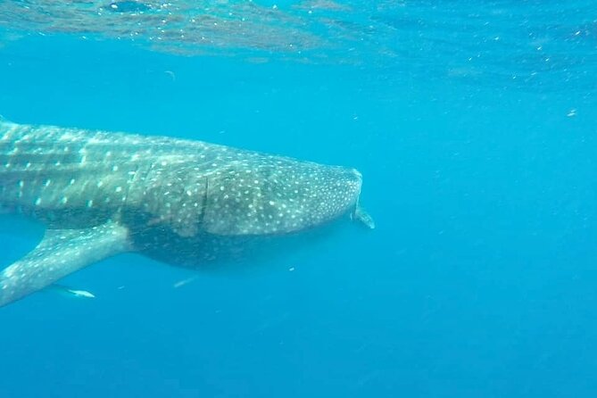 Whale Shark Adventure in Isla Mujeres and Cancun - Lunch and the stop after the search