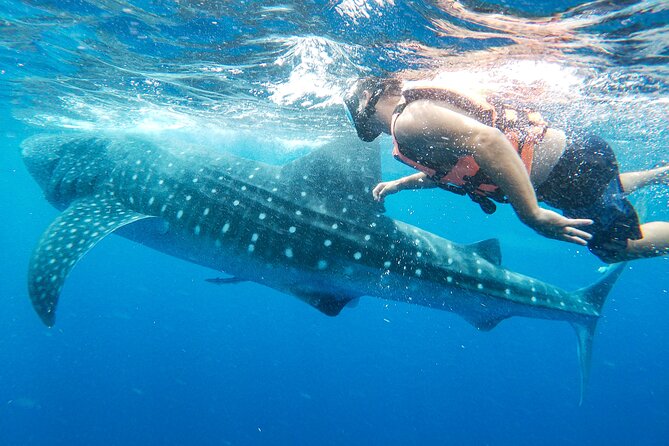 Whale Shark Adventure in Isla Mujeres and Cancun - Is $155 a good value?