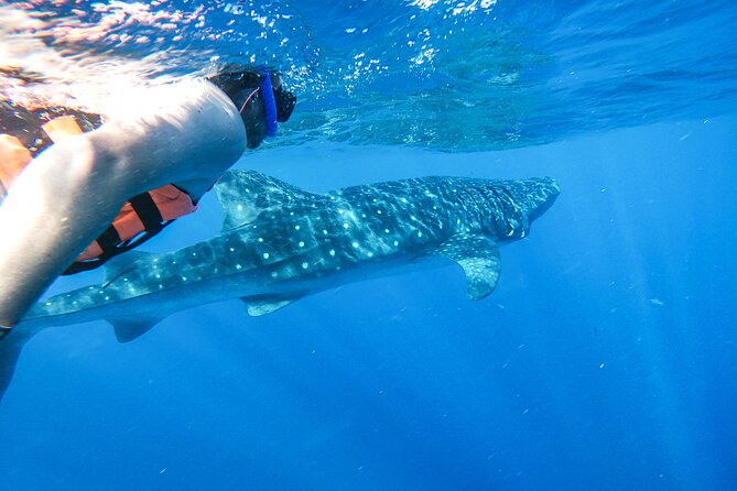 Whale Shark Adventure in Isla Mujeres and Cancun - How the whale shark swim works