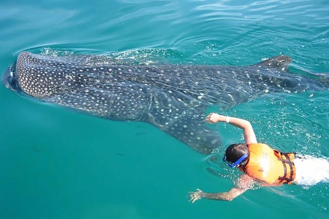 Whale Shark from Cancun, Riviera Maya and Tulum All Inclusive - Swimming with whale sharks off Cancun