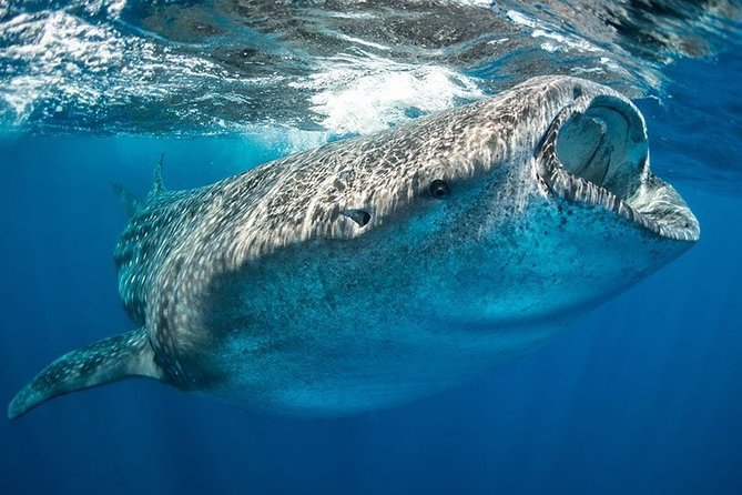 Whale Shark from Cancun, Riviera Maya and Tulum All Inclusive - Why the price can make sense