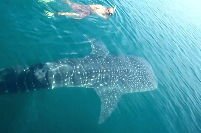 Whale Shark from Cancun, Riviera Maya and Tulum All Inclusive - Pickup from Cancun, Riviera Maya, and Tulum