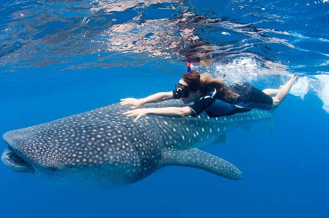 Whale Shark from Cancun, Riviera Maya and Tulum All Inclusive - Safety, children, and the guide