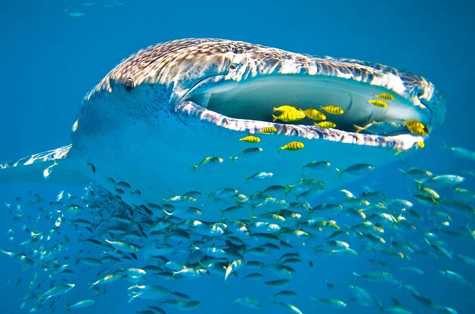 Whale Shark from Cancun, Riviera Maya and Tulum All Inclusive - What to bring and how to plan the day