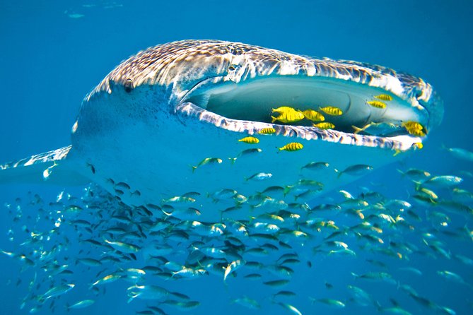Whale Shark from Cancun, Riviera Maya and Tulum All Inclusive - Who will get the most from this tour
